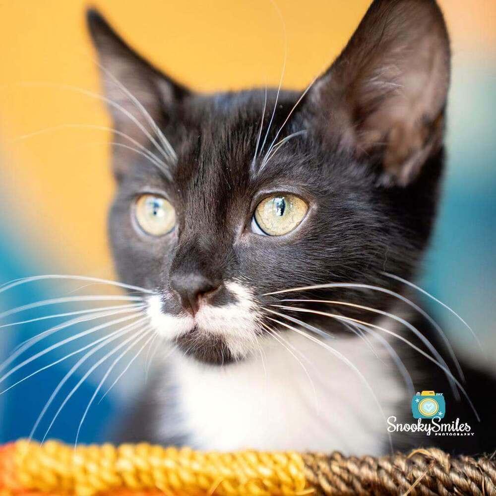 Martha, a Adoptable mixed breed in Salisbury, NC image 4/5