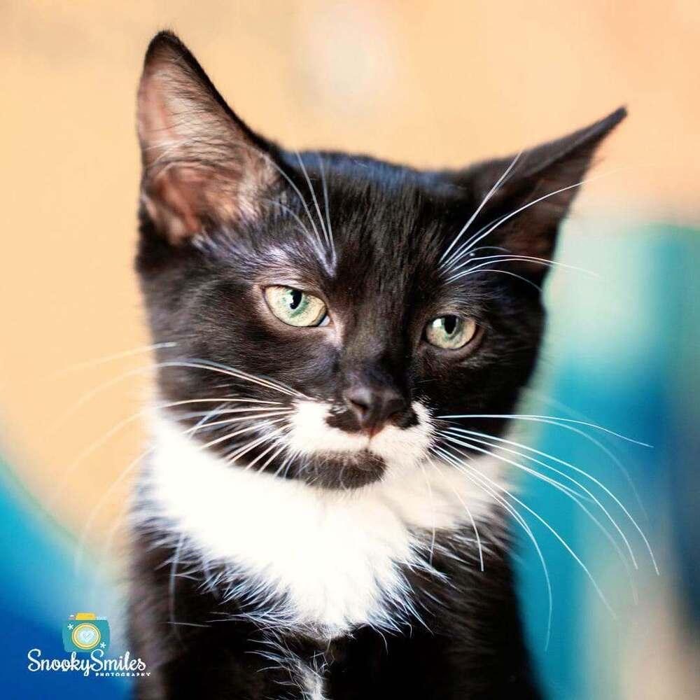 Martha, a Adoptable mixed breed in Salisbury, NC image 5/5