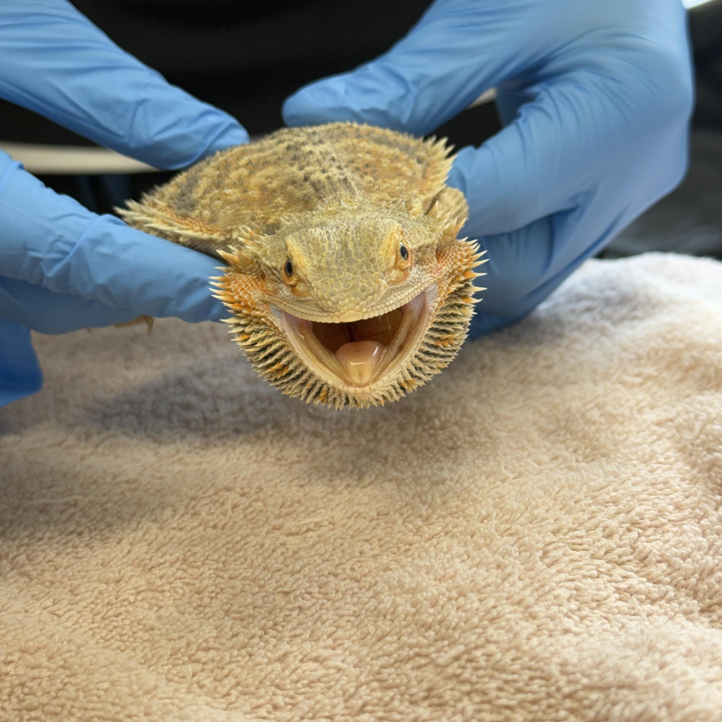 Mystique, an adopted Bearded Dragon in warwick, RI image 4/4