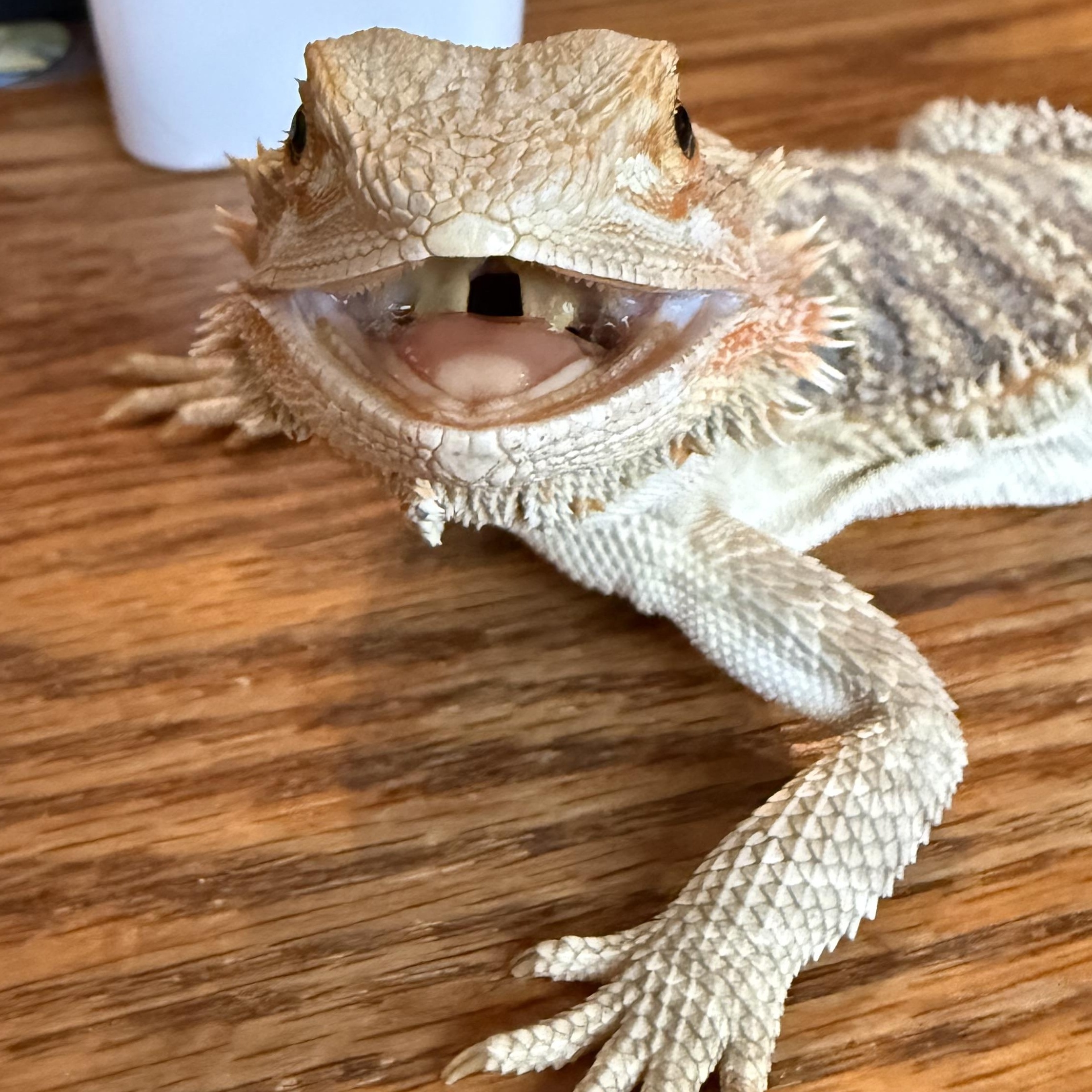 Mystique, an adopted Bearded Dragon in warwick, RI image 2/4