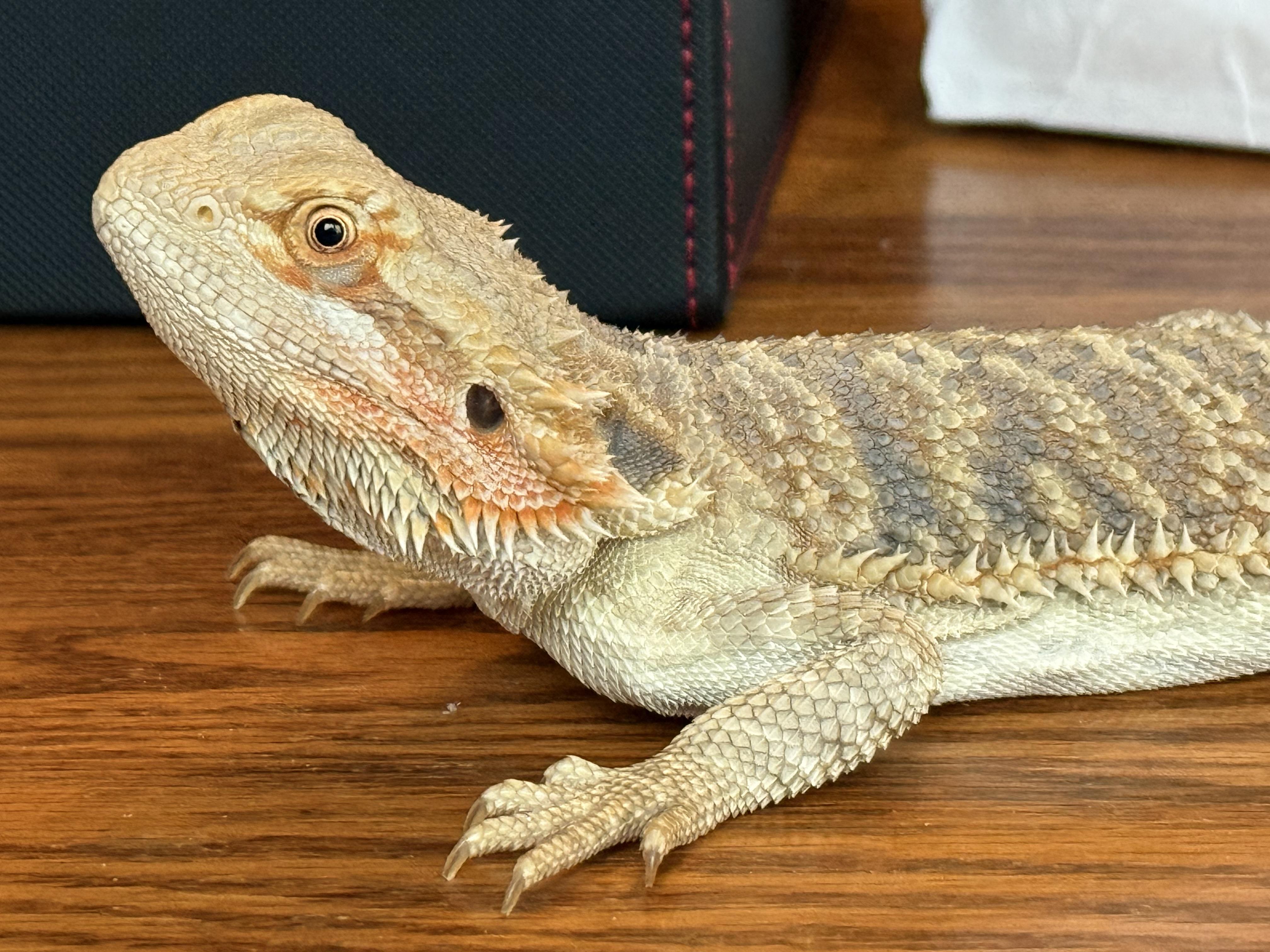 Mystique, an adopted Bearded Dragon in warwick, RI image 3/4