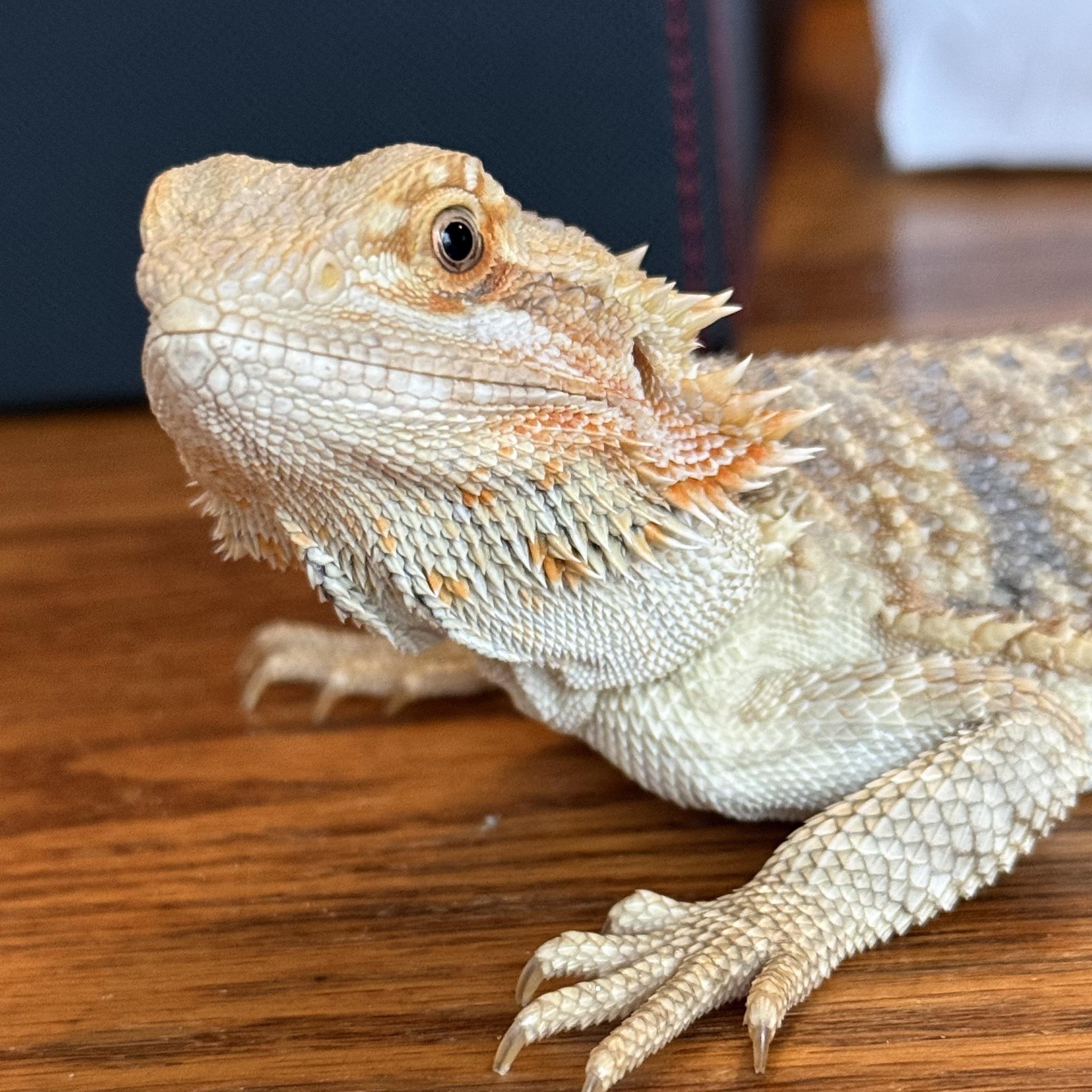 Mystique, adopted, Baby Female Bearded Dragon.