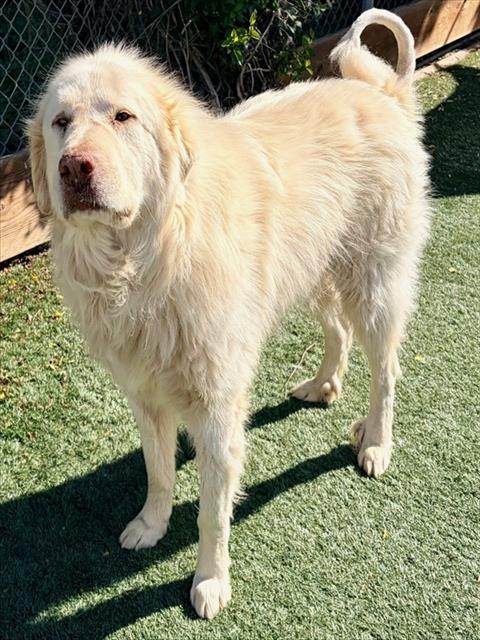 SNOWY, Adoptable, Adult Male Great Pyrenees.