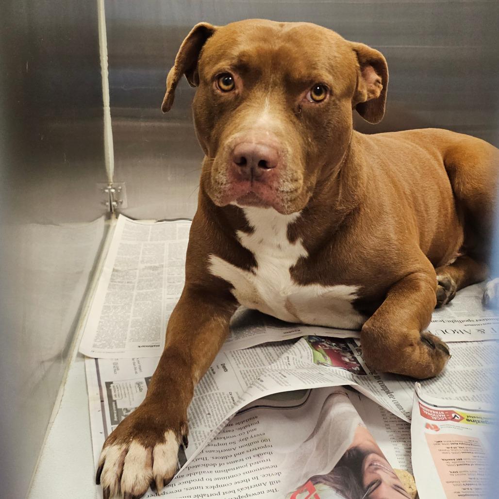 Odin, Adoptable, Adult Male Pit Bull Terrier & Mixed Breed.