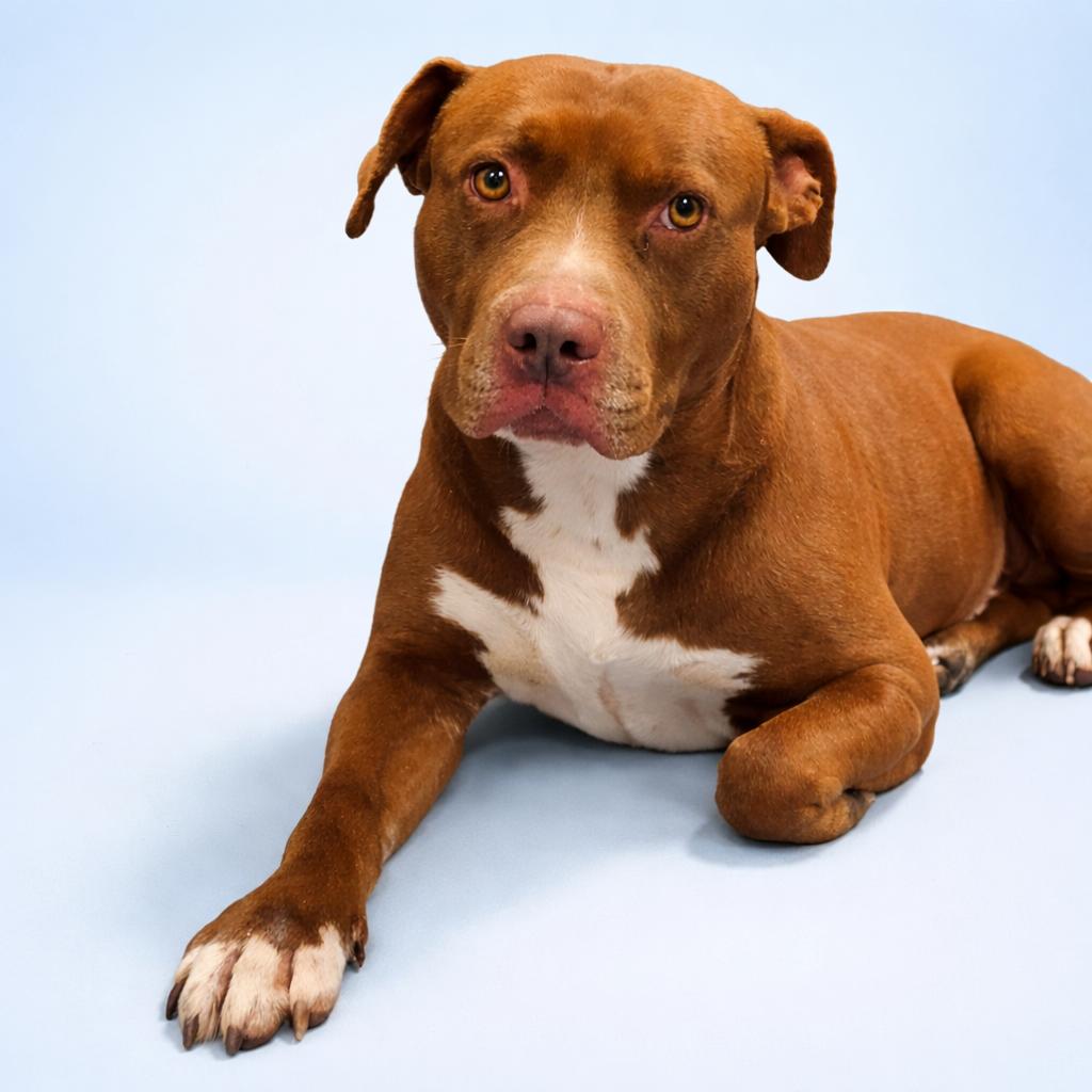 Enlarge Odin, a Adoptable mixed breed in Concord, NC image 2/3