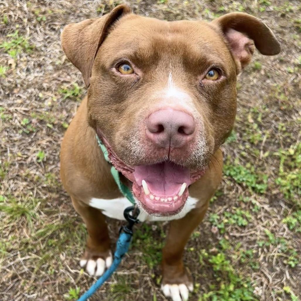 Enlarge Odin, a Adoptable mixed breed in Concord, NC image 3/3