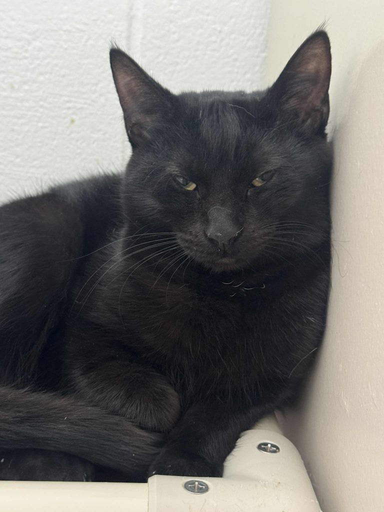 Black Bean, Adoptable, Young Male Domestic Short Hair.