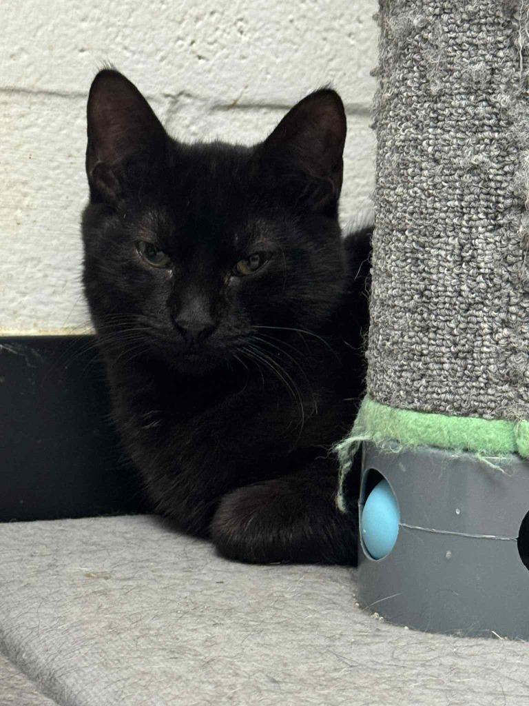 Black Bean, Adoptable, Young Male Domestic Short Hair.