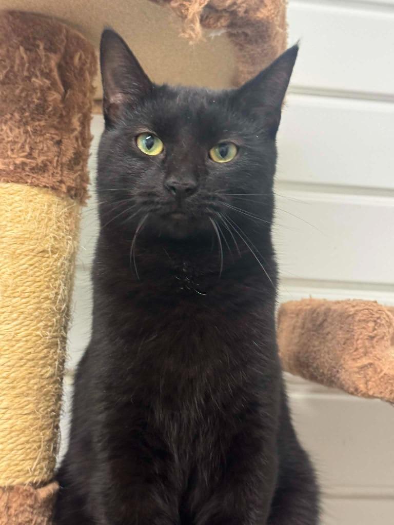 Enlarge Black Bean, a Adoptable mixed breed in Marion, OH image 2/6