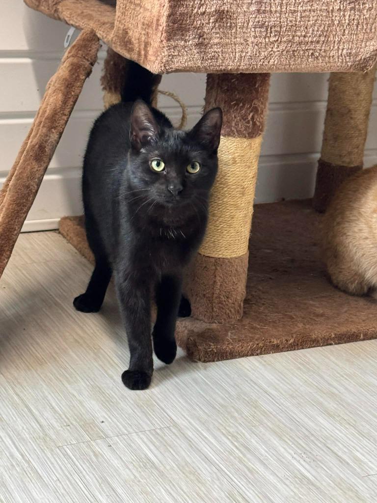 Enlarge Black Bean, a Adoptable mixed breed in Marion, OH image 3/6