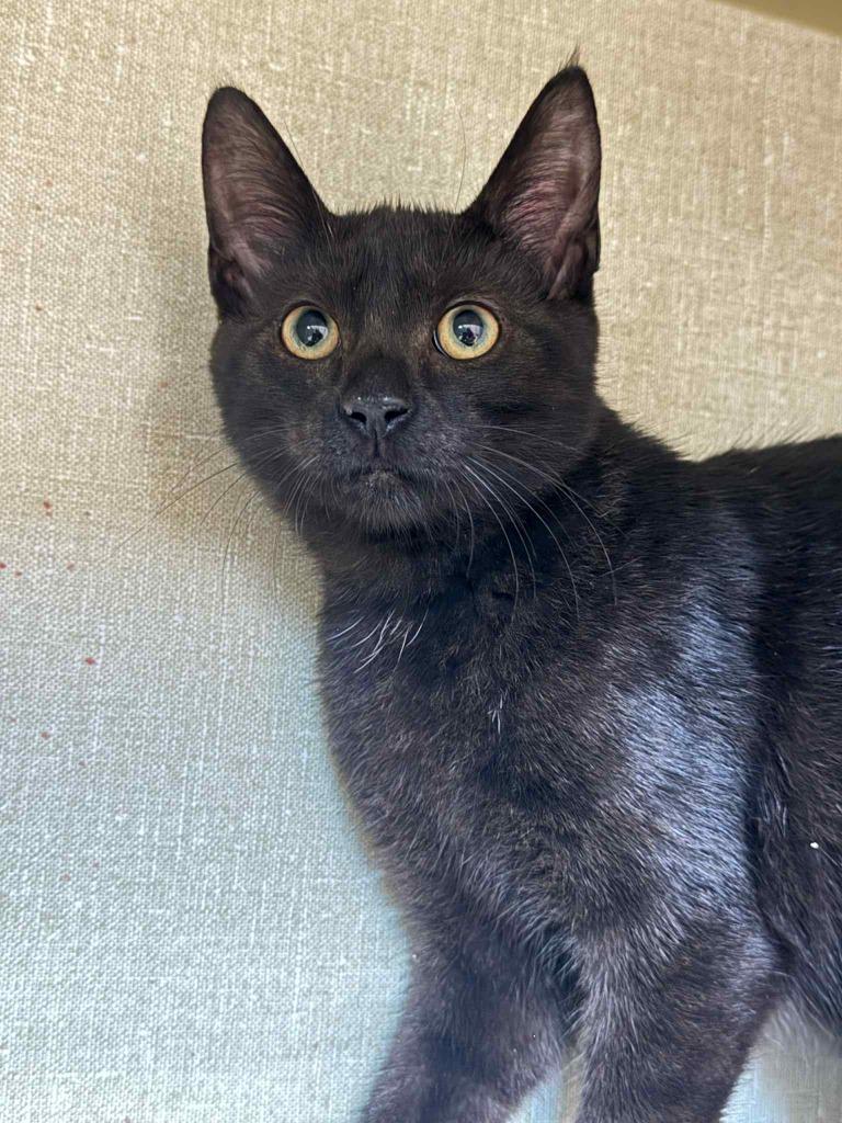 Enlarge Black Bean, a Adoptable mixed breed in Marion, OH image 4/6