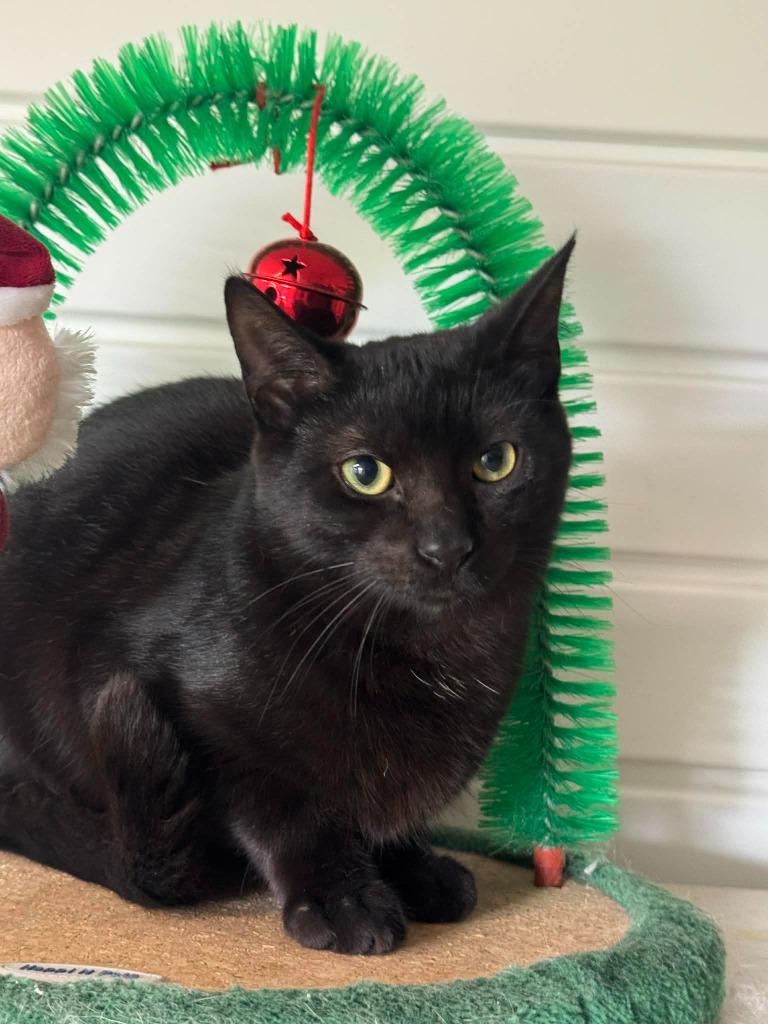 Enlarge Black Bean, a Adoptable mixed breed in Marion, OH image 6/6