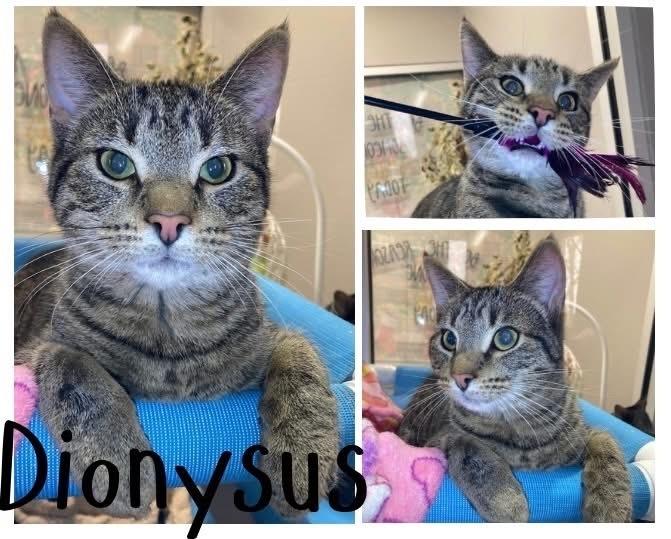 Dionysus, Adoptable, Young Male Domestic Short Hair.