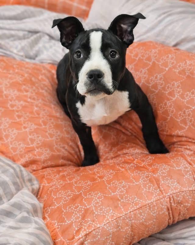 Enlarge Norma Jean, an adopted mixed breed in Broken Arrow, OK image 4/5