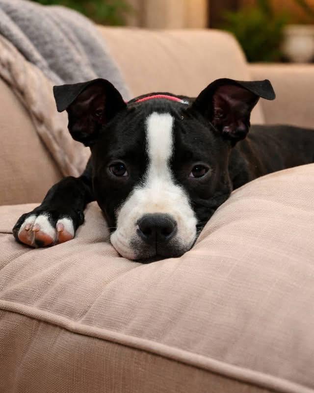 Enlarge Norma Jean, an adopted mixed breed in Broken Arrow, OK image 3/5