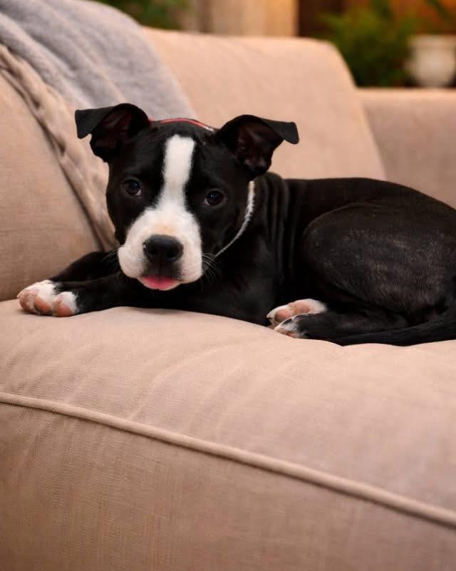 Enlarge Norma Jean, an adopted mixed breed in Broken Arrow, OK image 2/5