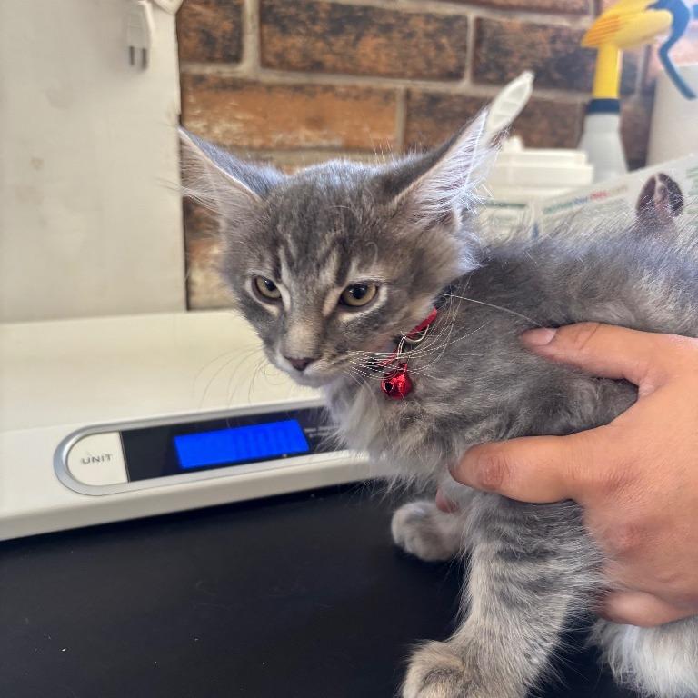 Enlarge Sirius, a Adoptable Domestic Short Hair in Coachella, CA image 1/6
