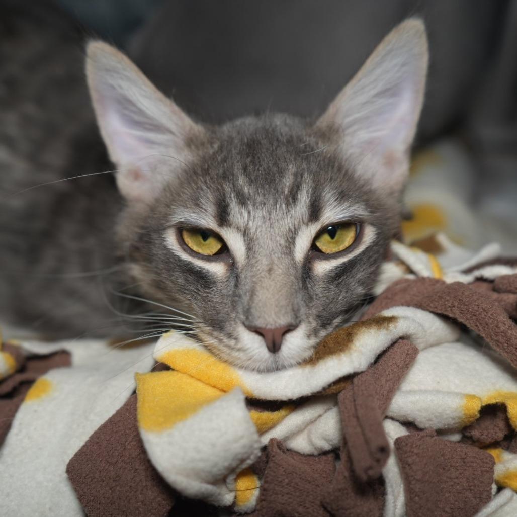 Enlarge Sirius, a Adoptable Domestic Short Hair in Coachella, CA image 2/6