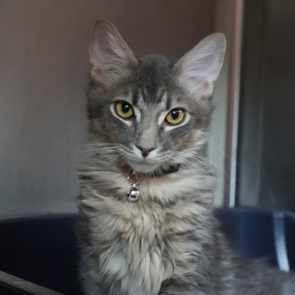 Enlarge Sirius, a Adoptable Domestic Short Hair in Coachella, CA image 3/6