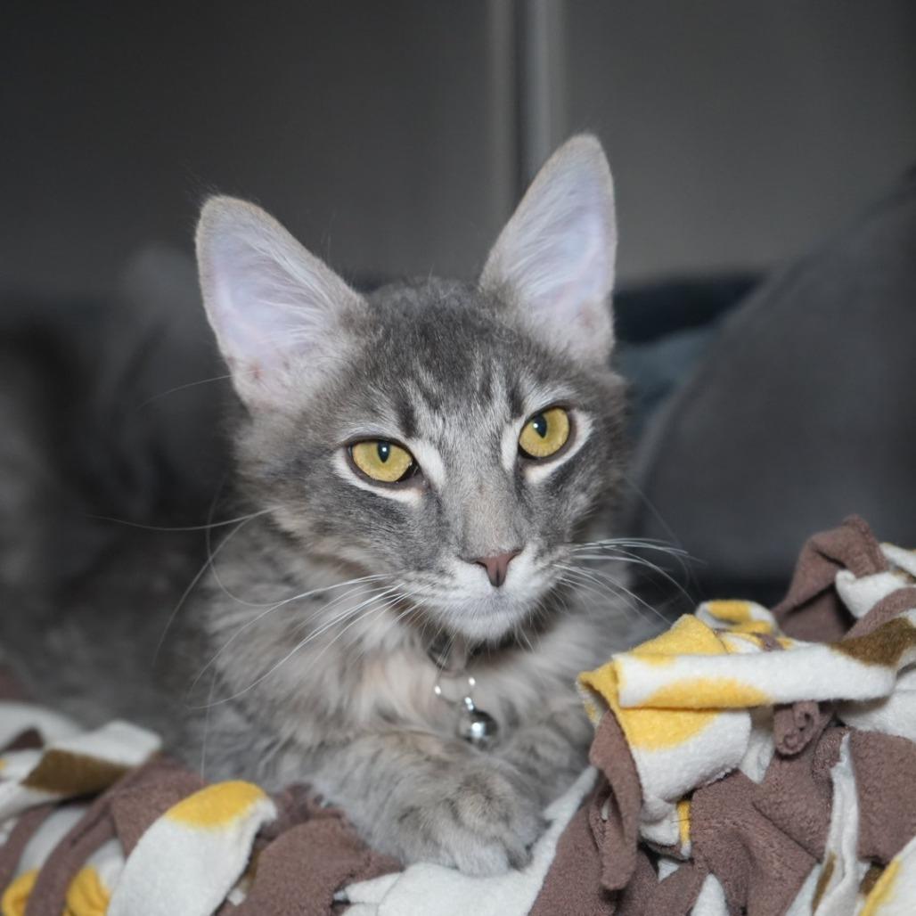 Enlarge Sirius, a Adoptable Domestic Short Hair in Coachella, CA image 4/6