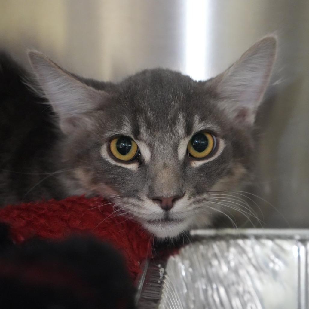 Enlarge Sirius, a Adoptable Domestic Short Hair in Coachella, CA image 5/6