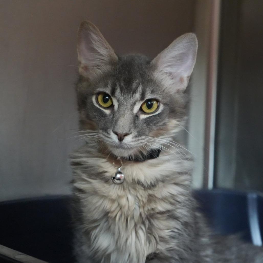 Enlarge Sirius, a Adoptable Domestic Short Hair in Coachella, CA image 6/6