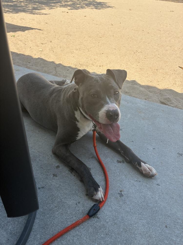 Pixie, Adopted, Young Female Staffordshire Bull Terrier.