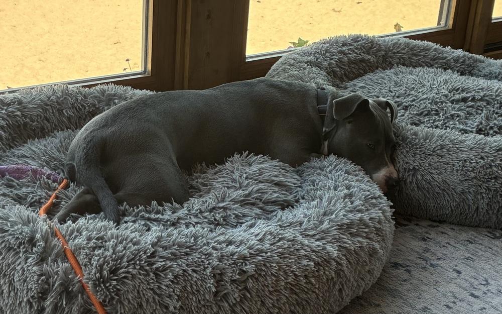 Pixie, a Adopted mixed breed in Fremont, NE image 2/4