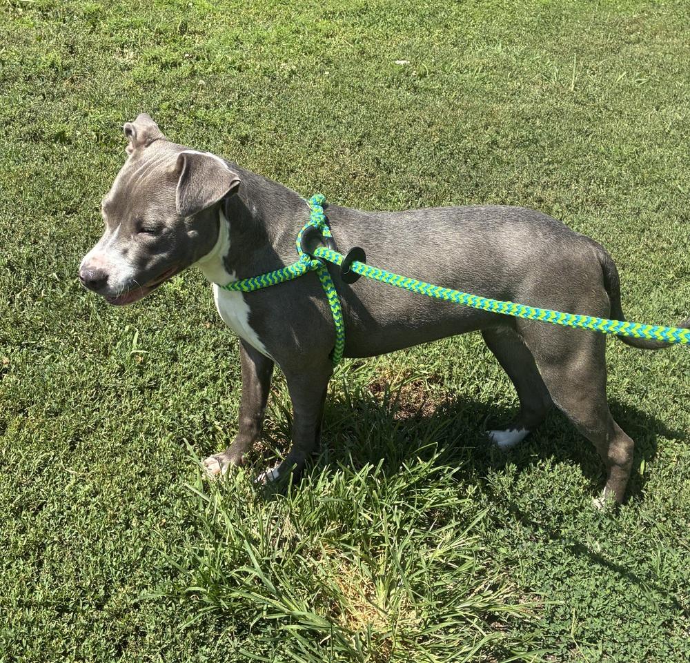 Pixie, a Adopted mixed breed in Fremont, NE image 3/4