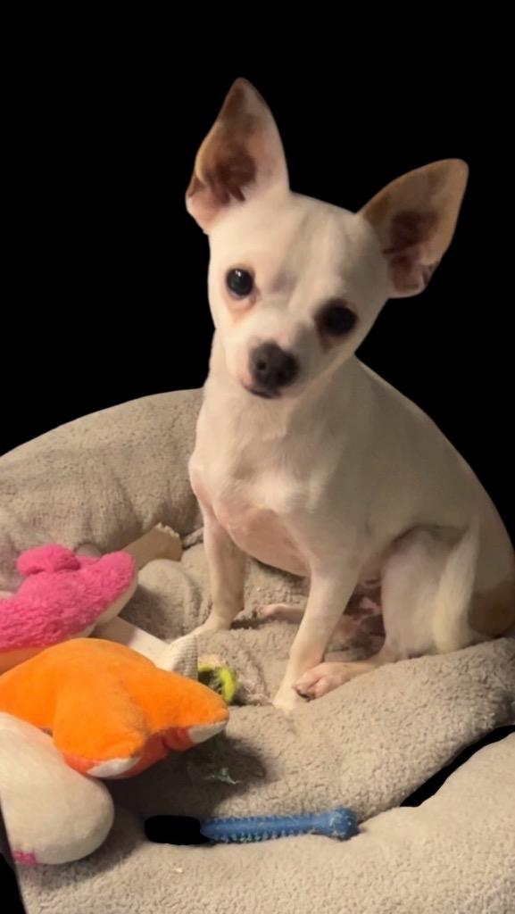 Enlarge Buddy, a Adopted Chihuahua in Pittsfield, IL image 1/1