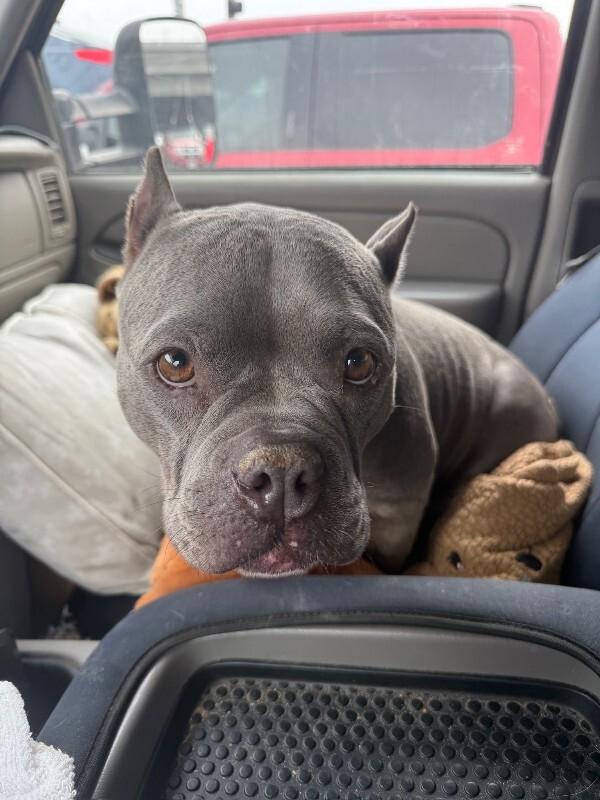 Nala, Adoptable, Adult Female Pit Bull Terrier.