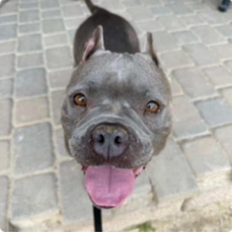 Enlarge Nala, a Adoptable Pit Bull Terrier in Manhattan Beach, CA image 2/6