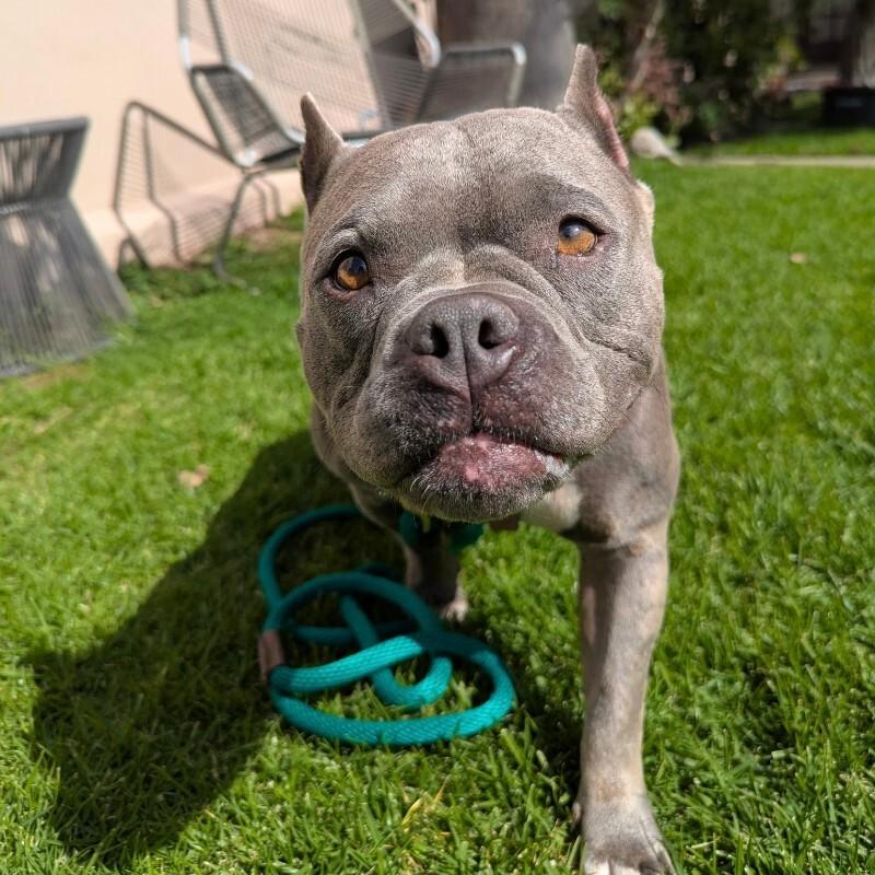 Enlarge Nala, a Adoptable Pit Bull Terrier in Manhattan Beach, CA image 4/6