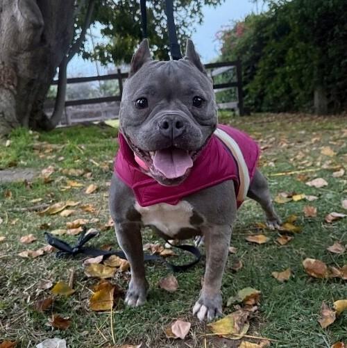 Enlarge Nala, a Adoptable Pit Bull Terrier in Manhattan Beach, CA image 5/6