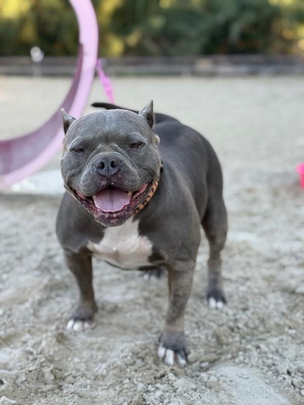 Enlarge Nala, a Adoptable Pit Bull Terrier in Manhattan Beach, CA image 6/6