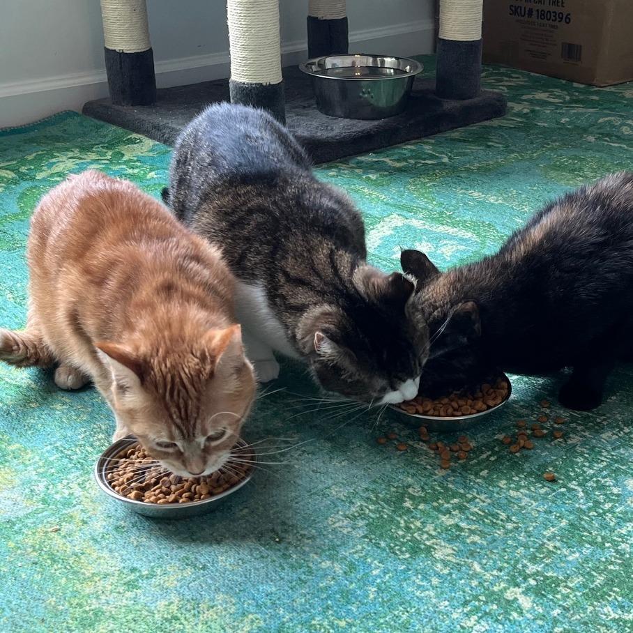 Stella, Adoptable, Adult Female Domestic Short Hair.