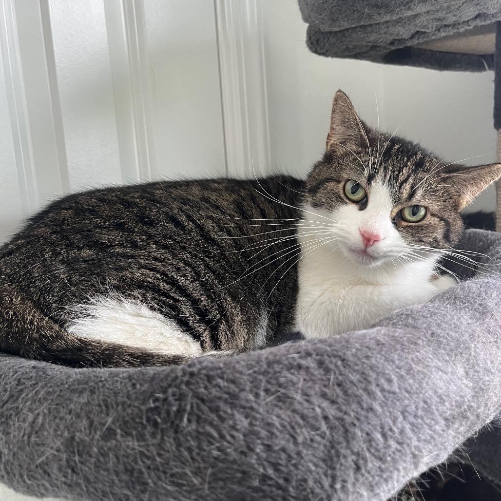 Enlarge Stella, a Adoptable Domestic Short Hair in Gibsonia, PA image 2/6