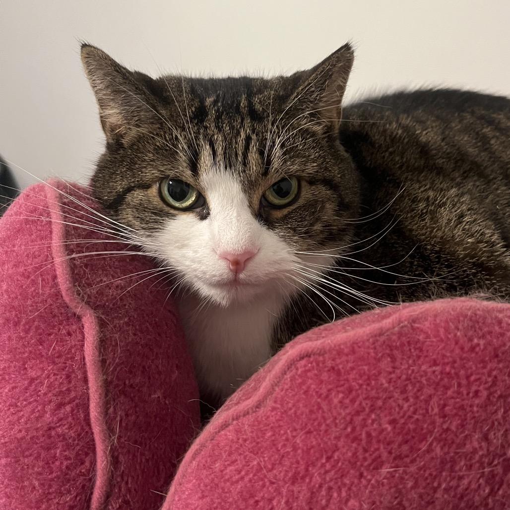 Enlarge Stella, a Adoptable Domestic Short Hair in Gibsonia, PA image 3/6