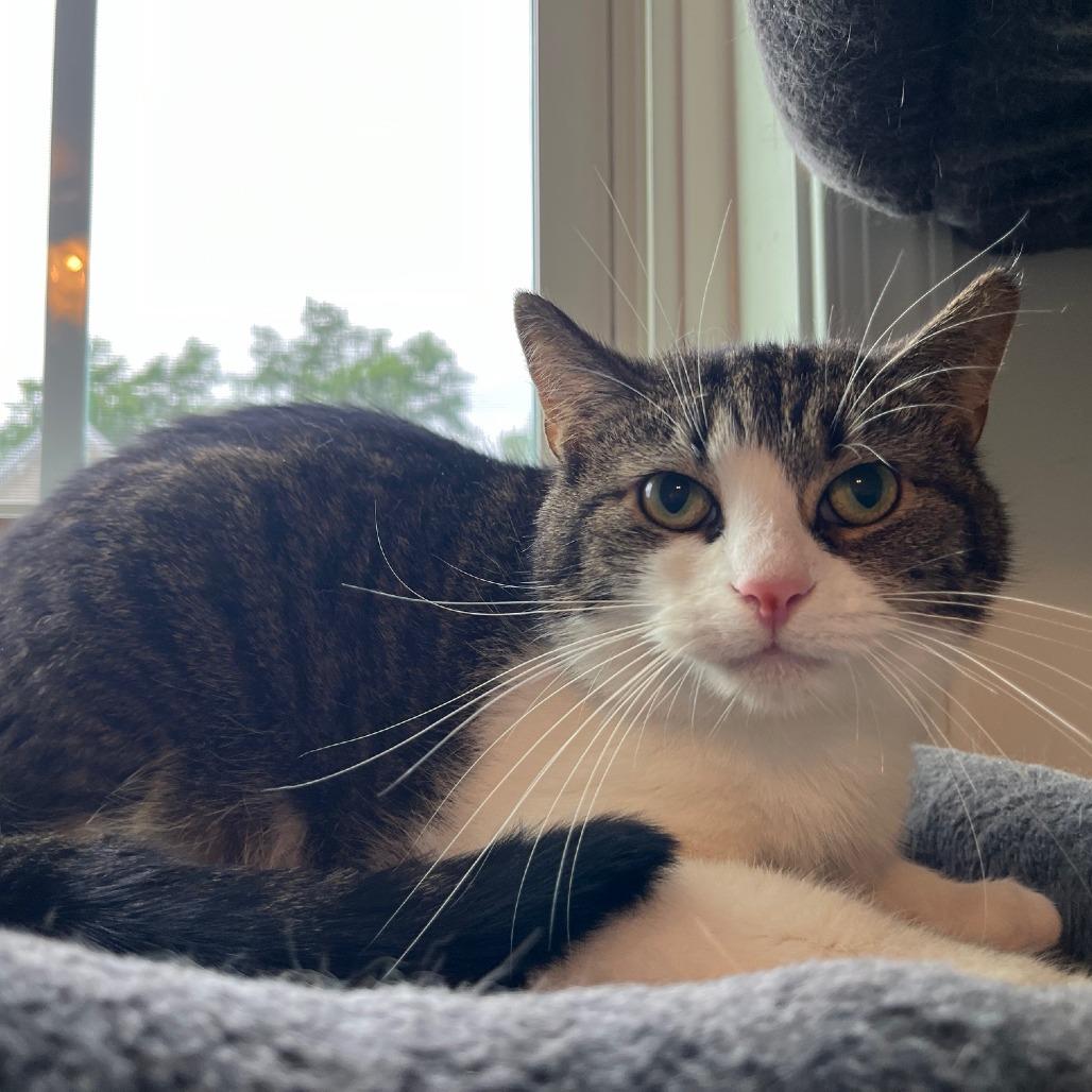 Enlarge Stella, a Adoptable Domestic Short Hair in Gibsonia, PA image 4/6