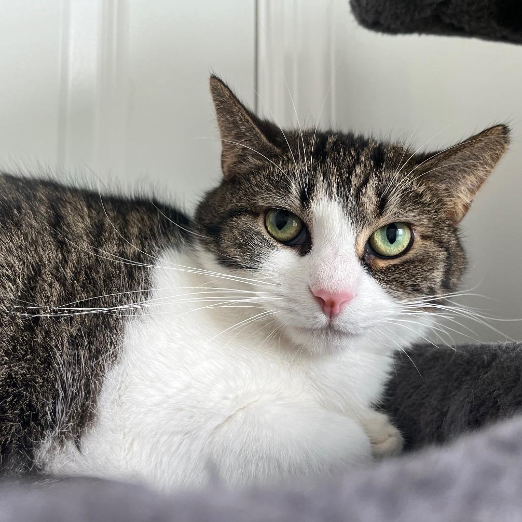 Enlarge Stella, a Adoptable Domestic Short Hair in Gibsonia, PA image 5/6