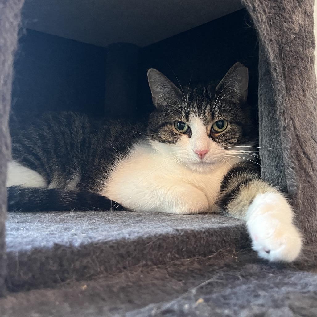Enlarge Stella, a Adoptable Domestic Short Hair in Gibsonia, PA image 6/6