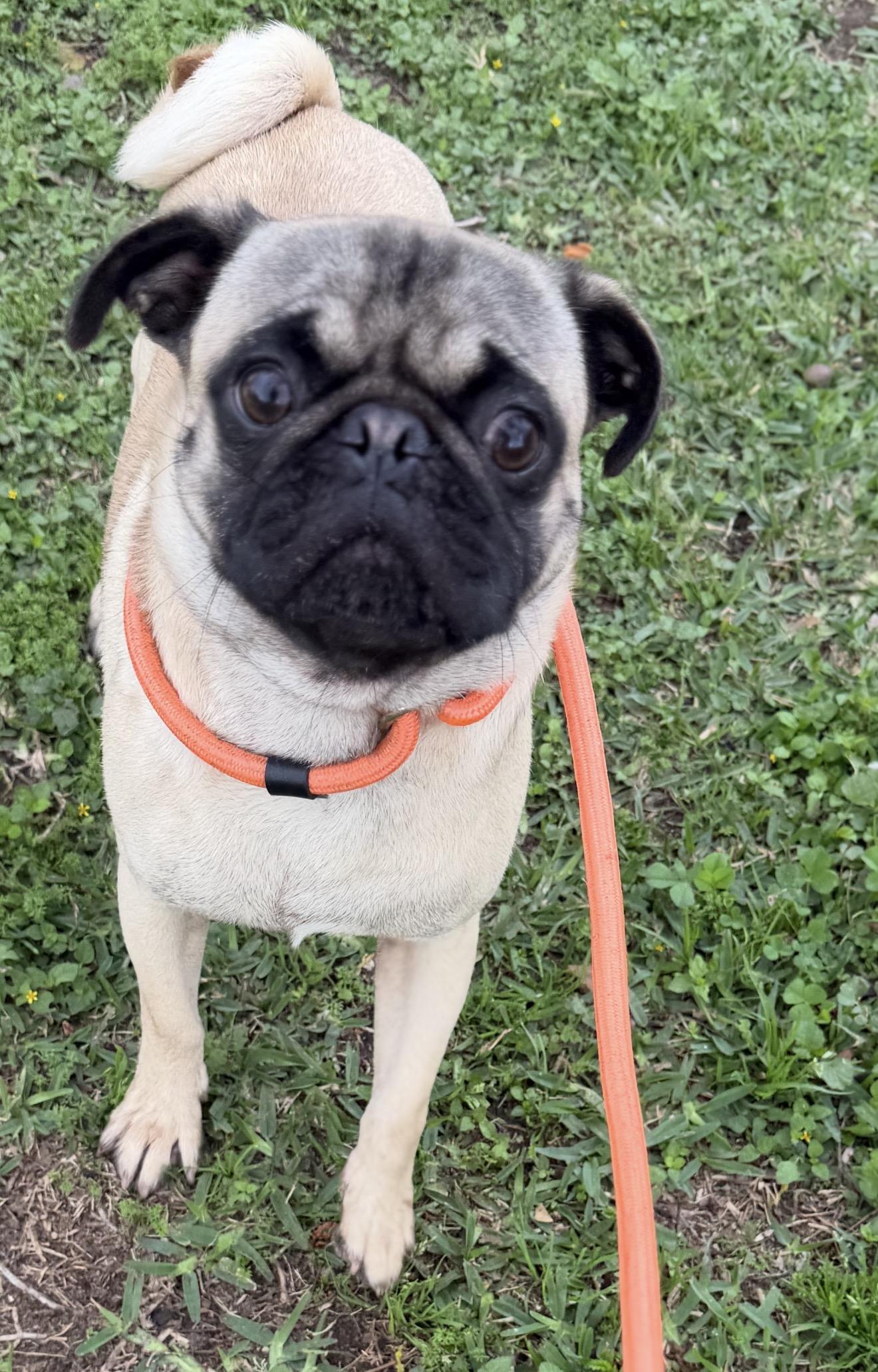 Milo, a ADOPTABLE Pug in Westerly, RI image 2/3