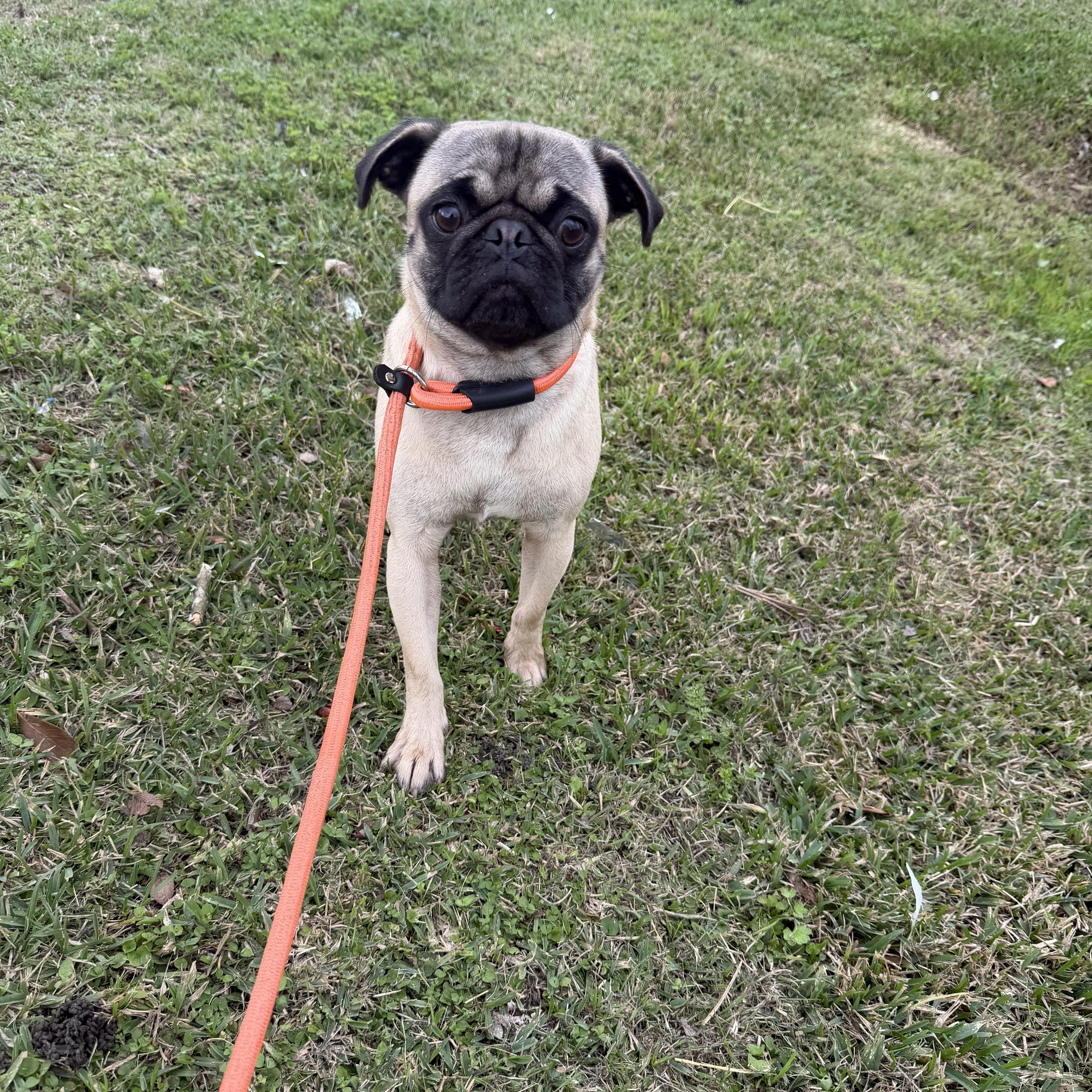 Milo, a ADOPTABLE Pug in Westerly, RI image 3/3