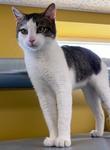 Sawyer, an adoptable Domestic Short Hair in Logan, IA_image-1