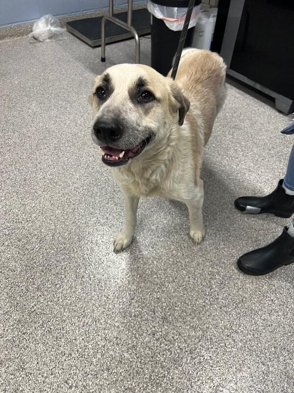 Enlarge Sophia, a Adoptable Anatolian Shepherd in Georgetown, OH image 1/3