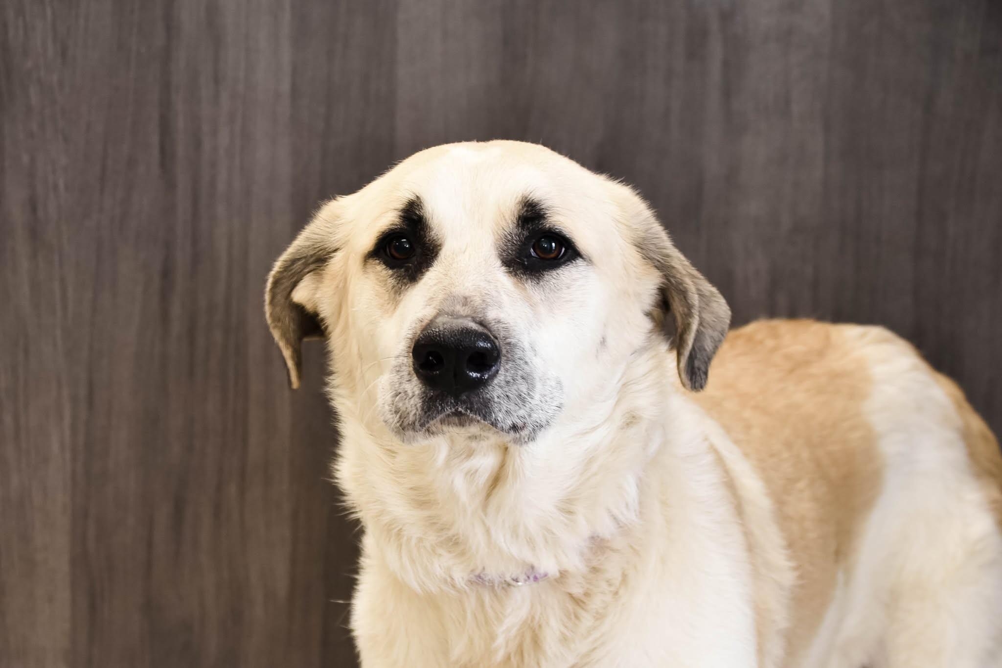 Enlarge Sophia, a Adoptable Anatolian Shepherd in Georgetown, OH image 2/3