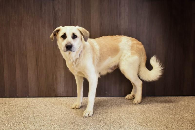 Enlarge Sophia, a Adoptable Anatolian Shepherd in Georgetown, OH image 3/3