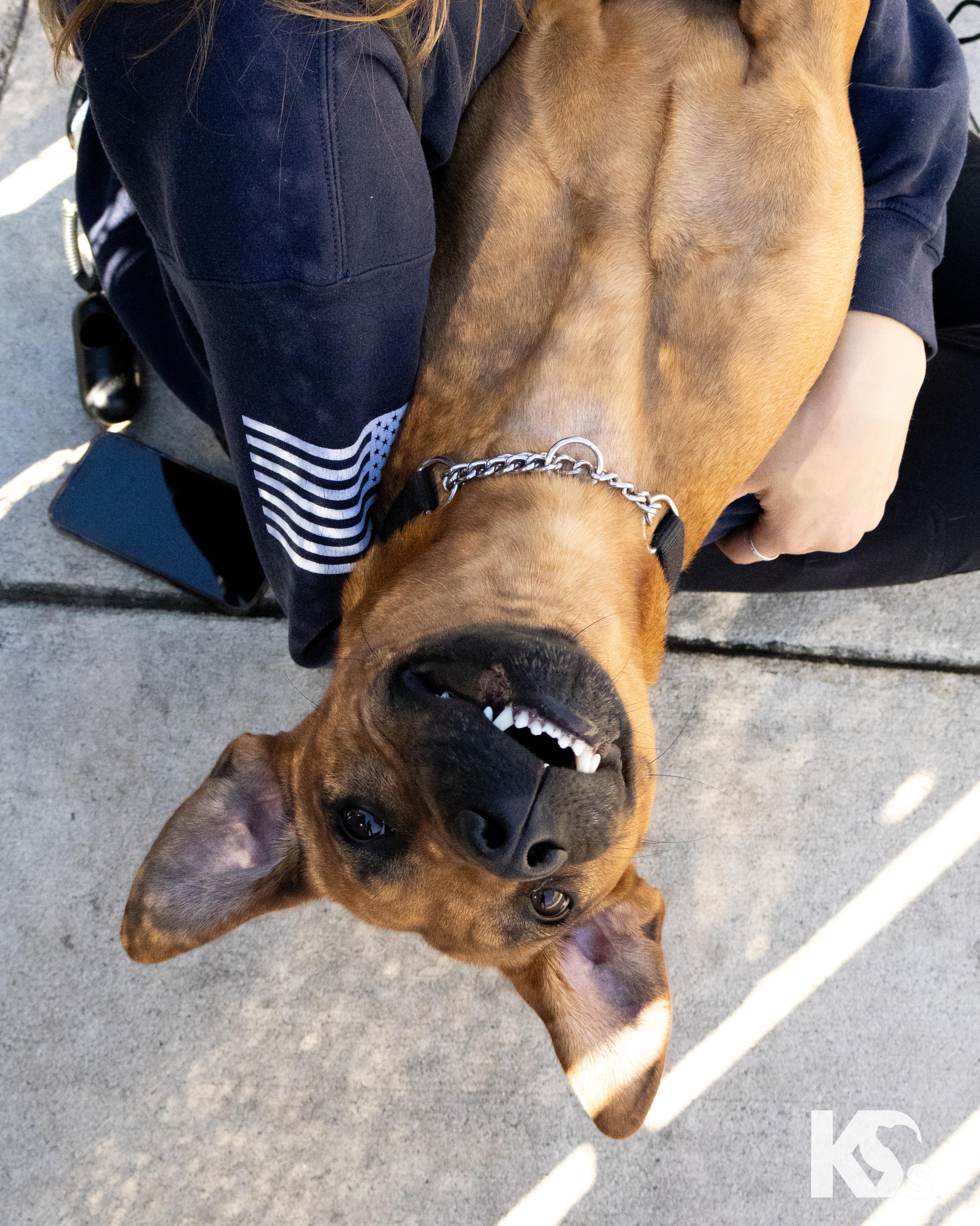 Enlarge Liberty, an adopted mixed breed in Ponte Vedra, FL image 2/4