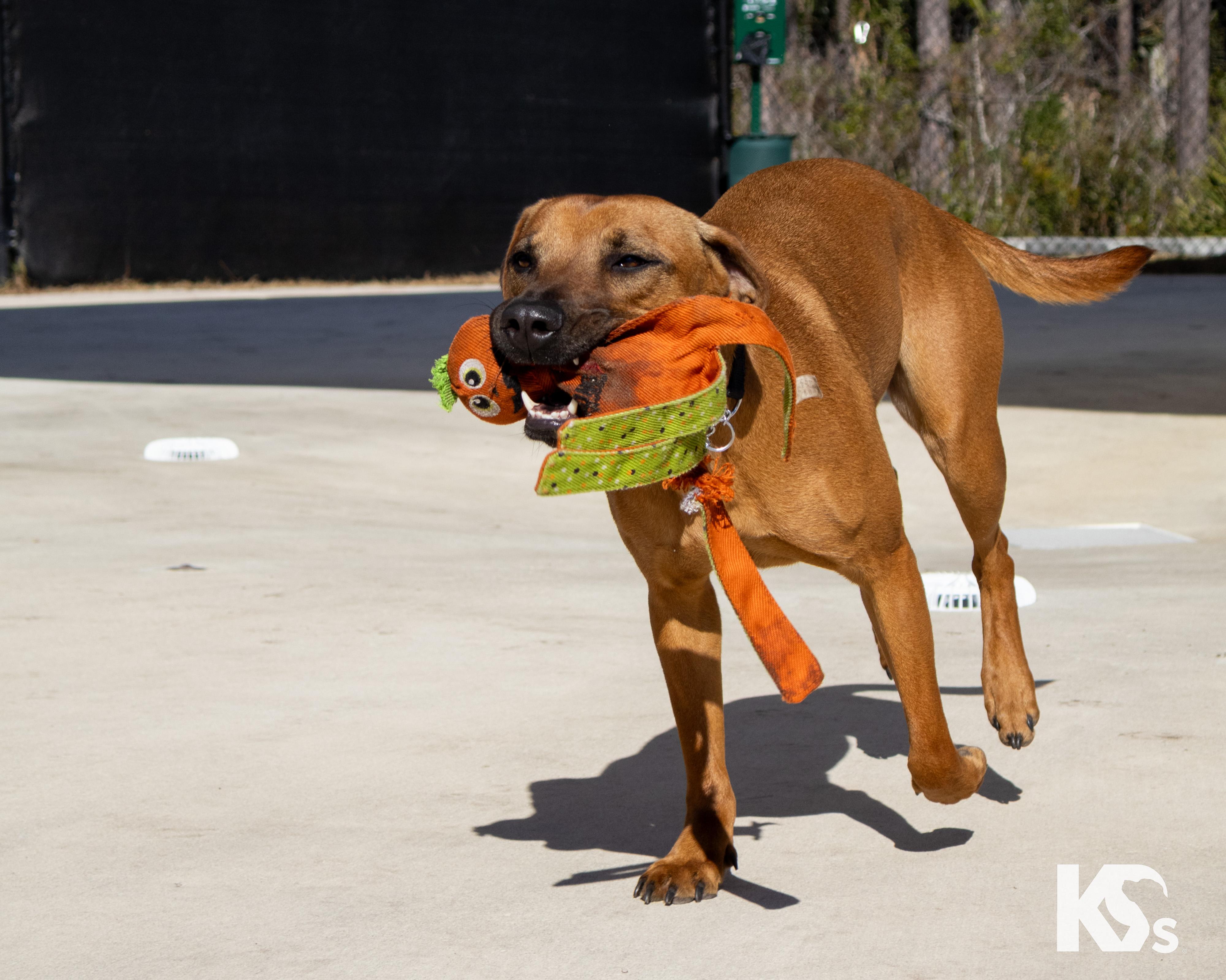 Enlarge Liberty, an adopted mixed breed in Ponte Vedra, FL image 4/4