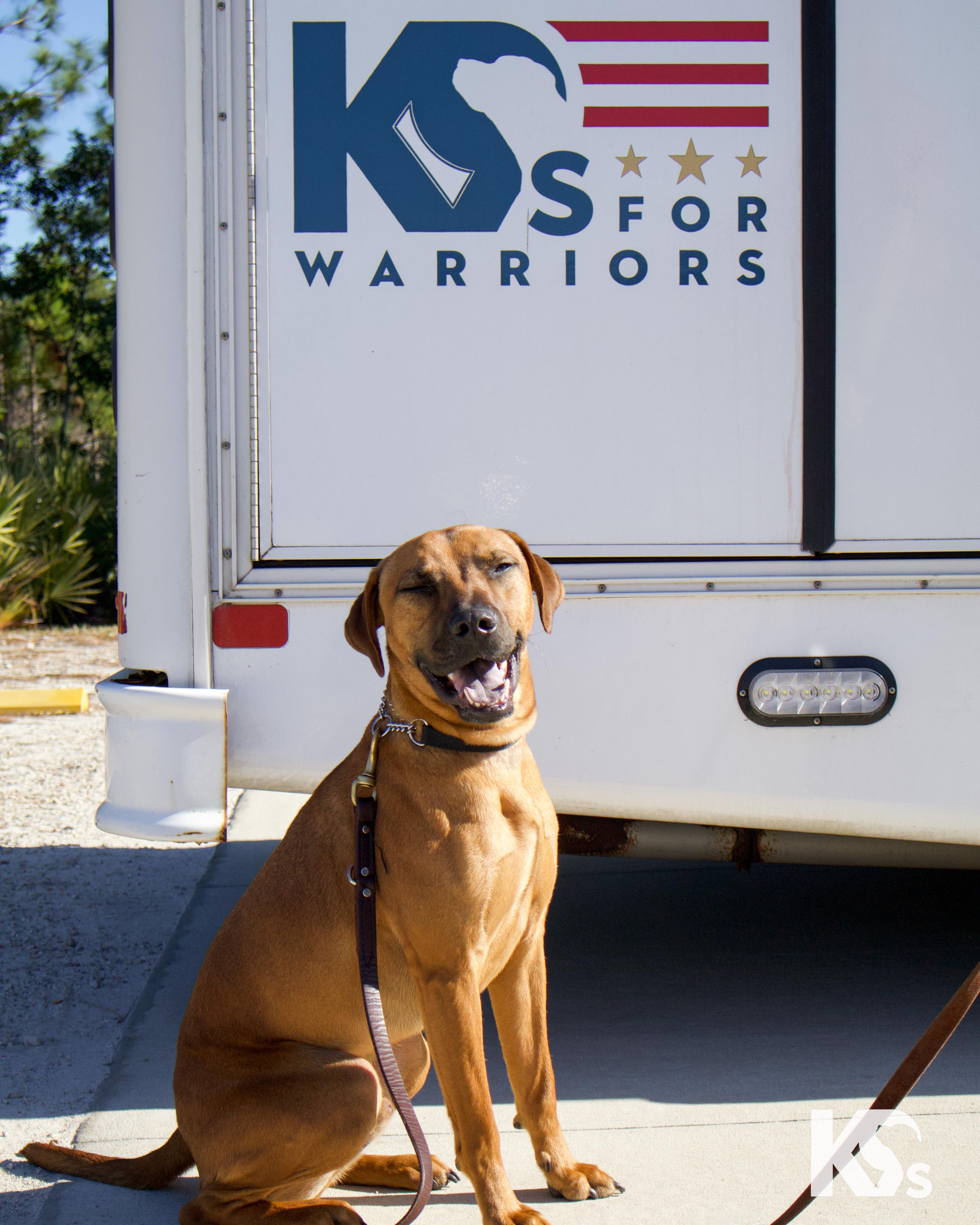 Enlarge Liberty, an adopted mixed breed in Ponte Vedra, FL image 3/4